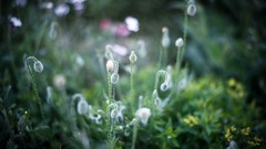 Macro Flowers nature Green Poppies buds