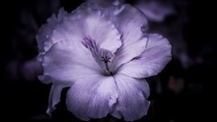 Macro Flowers nature hibiscus