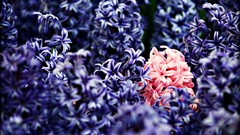 Macro Flowers nature hyacinths
