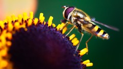 Macro Flowers nature insects