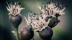 Macro Flowers nature insects buds