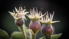 Macro Flowers nature insects buds Thistles