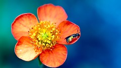 Macro Flowers nature insects orange flowers