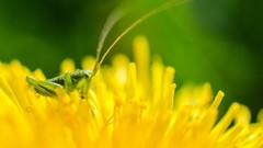 Macro Flowers nature insects yellow flowers