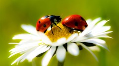 Macro Flowers nature ladybirds