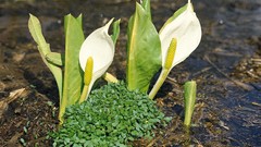 Macro Flowers nature Lilies white flowers