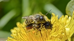 Macro Flowers nature love spring bees insects Nikon babies