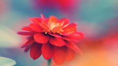 Macro Flowers nature mao