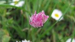 Macro Flowers nature multicolor