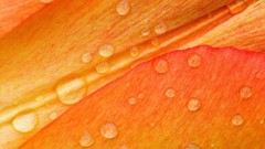 Macro Flowers nature orange water drops