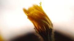 Macro Flowers nature outdoors depth of field realistic