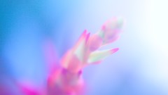 Macro Flowers nature pink close-up