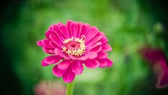 Macro Flowers nature pink flowers