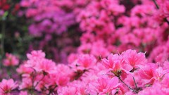 Macro Flowers nature pink flowers