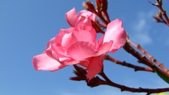 Macro Flowers nature pink flowers depth of field