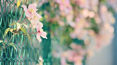 Macro Flowers nature pink flowers fences bokeh Chain Link Fence
