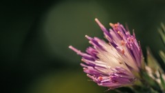 Macro Flowers nature pink flowers Thistles