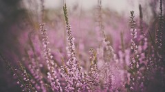 Macro Flowers nature Plants