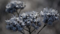 Macro Flowers nature Plants
