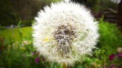 Macro Flowers nature Plants dandelions