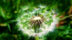 Macro Flowers nature Plants dandelions
