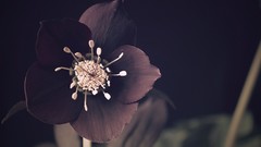 Macro Flowers nature Plants flora depth of field photo filters