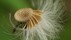 Macro Flowers nature Plants seeds dandelions