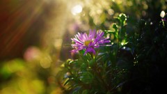 Macro Flowers nature Plants sunlight