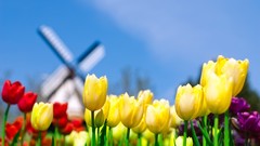 Macro Flowers nature Plants tulips windmills multicolor The 