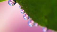 Macro Flowers nature Plants water drops Photo manipulation 