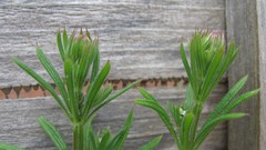 Macro Flowers nature Plants Wood