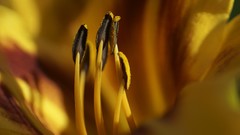 Macro Flowers nature pollen