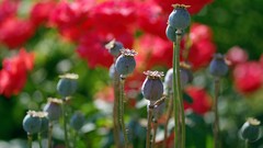 Macro Flowers nature Poppies buds opium