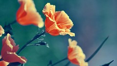 Macro Flowers nature Poppies orange flowers