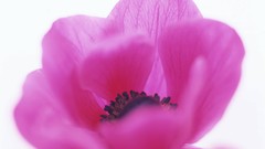Macro Flowers nature Poppies windmills white background holland 
