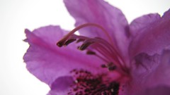 Macro Flowers nature purple