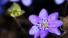 Macro Flowers nature purple flowers