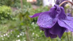 Macro Flowers nature purple flowers