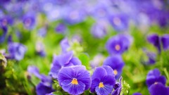 Macro Flowers nature purple flowers pansies