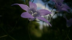 Macro Flowers nature purple flowers violets depth of field