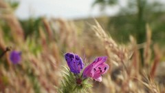 Macro Flowers nature purple Green ear wheat Plants French Wild 