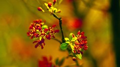 Macro Flowers nature red