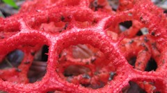 Macro Flowers nature red