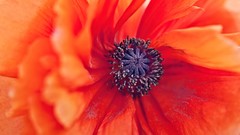 Macro Flowers nature red Plants close-up flora