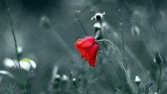 Macro Flowers nature red roses selective coloring