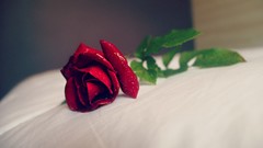 Macro Flowers nature roses