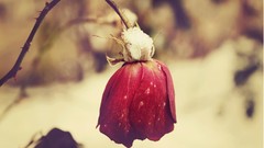 Macro Flowers nature roses