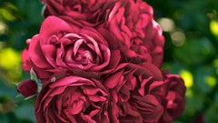 Macro Flowers nature roses close-up
