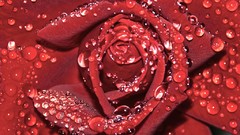 Macro Flowers nature roses close-up water drops