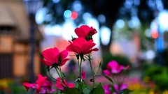 Macro Flowers nature roses epcot